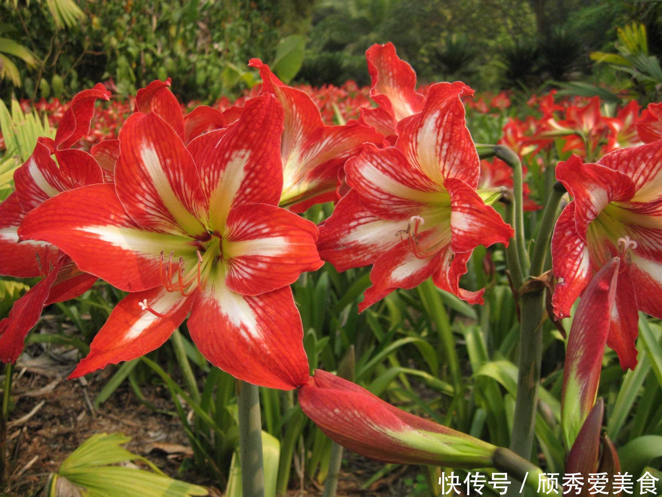 小动作|蟹爪兰长寿花，开花前后做个小动作，一个月后又开爆成花球