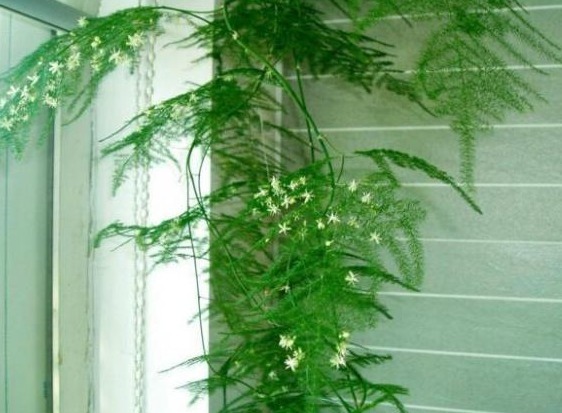 河北大爷养文竹，盆里扔块“它”，一窜1米2，开满小白花，牛！