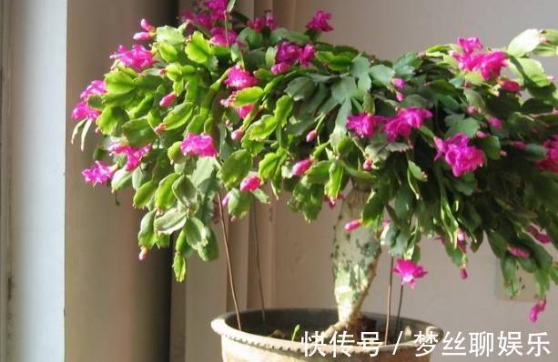 蟹爪兰叶片软趴趴怎么办从3方面对症处理,冬春花开爆满盆