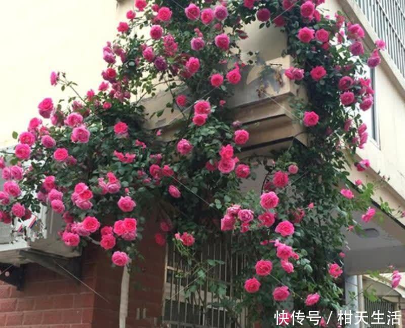 藤花|如果你爱养花,建议养点爬藤花,让院子美成花海