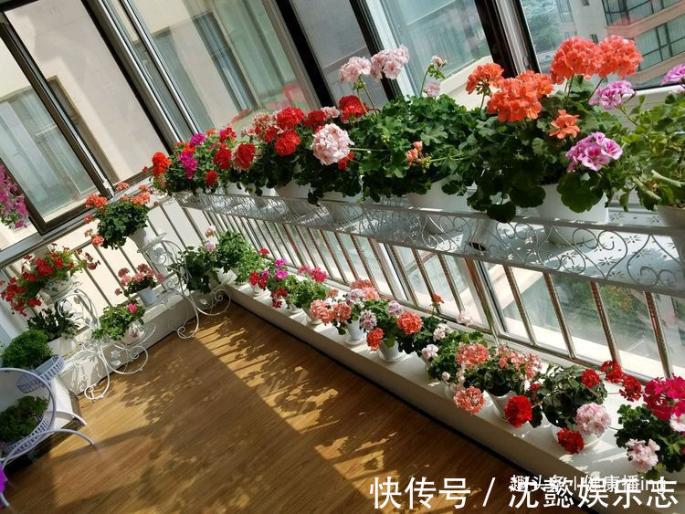 月季花|喜欢菊花,不如养盆优良名菊“唐宇云霄”,清新之美,气质典雅!