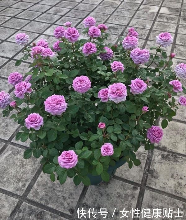 此盆栽花期超长，阳台养一盆，四季赏花，观赏价值高，种植很容易！