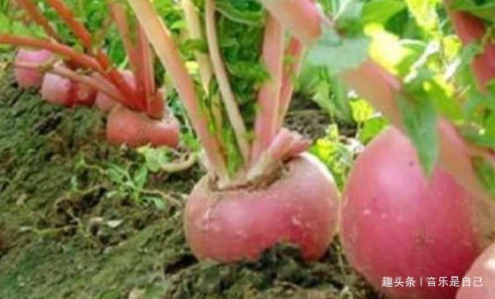 滋阴补阴|女人想皮肤好,4种食物要多吃,滋阴补阴,祛皱淡斑,增强免疫力