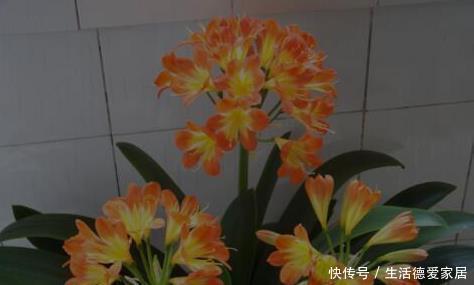 君子兰|李大爷只用它养君子兰,不花一分钱,1年开花2次全都爆盆