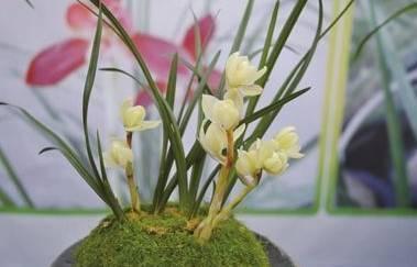 石斛兰|最全的兰花大鉴赏,看看你都见过几种兰花!