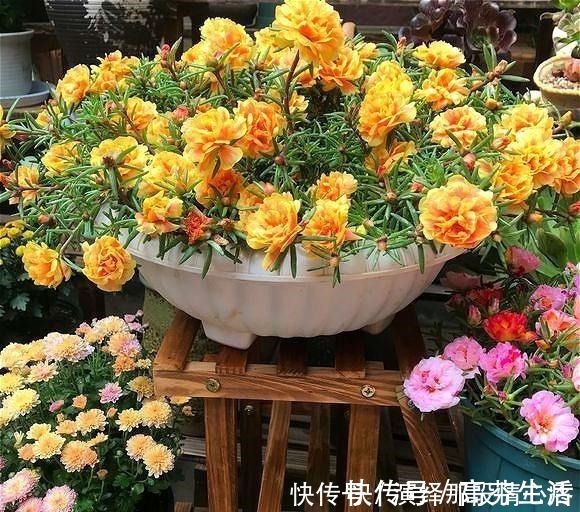 阳台上|阳台再小也要养盆“它”,花开似牡丹,从春开到冬,四季有花赏!
