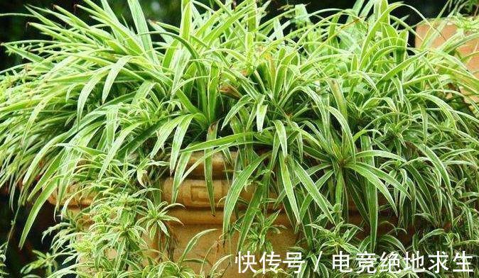 把它埋在花盆里,吊兰疯长成瀑布,花盆都能撑破