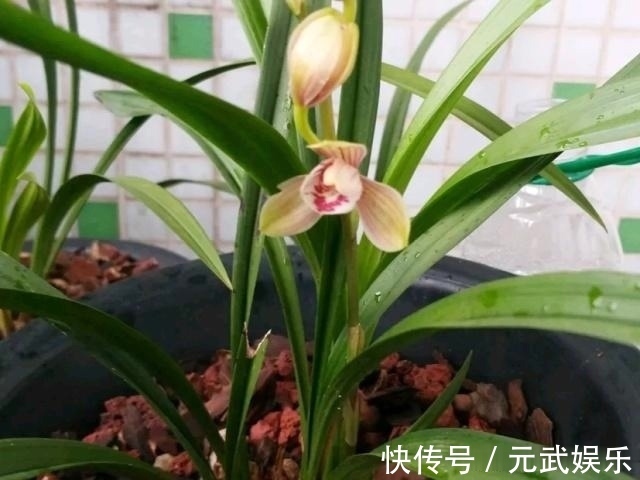 根系|兰花“烂根”了,就用这“4步”,轻松解决,新根长不停!