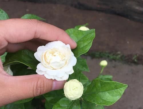 光照|茉莉花有4喜,了解掌握,开出层叠群花,满屋都是花香