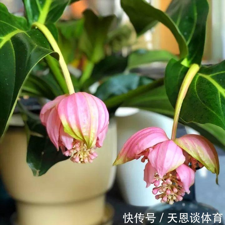 8种“昂贵花”,工薪族“舍不得”买,但是太好看,有钱要买个遍