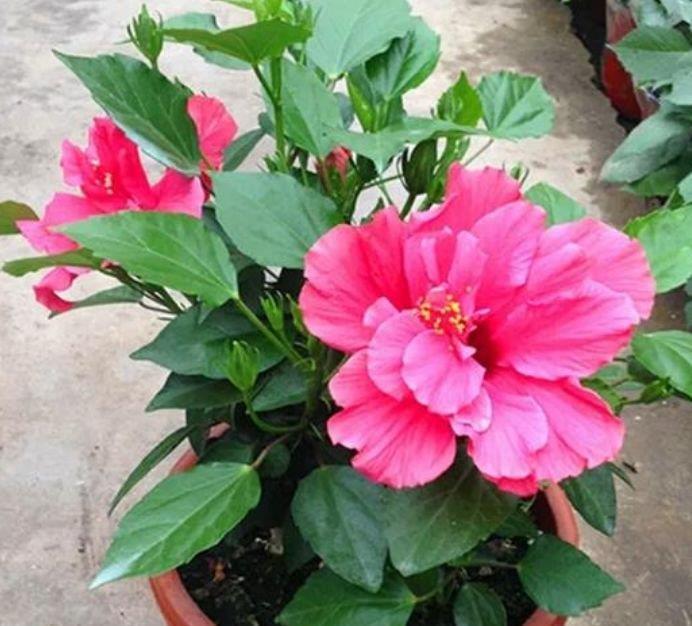 4种花很适合阳台养,花香四溢,花朵烂漫迷人,花开一茬接一茬!