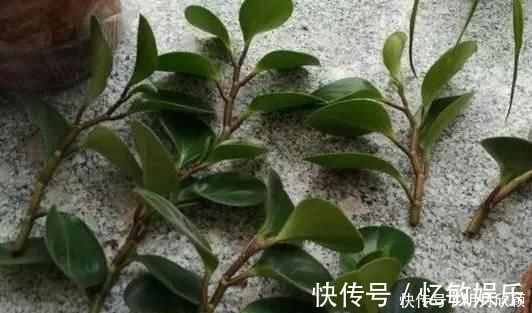 枝条|养花爱好者看过来这15种花现在“扦插”，生根快，一个周就长芽
