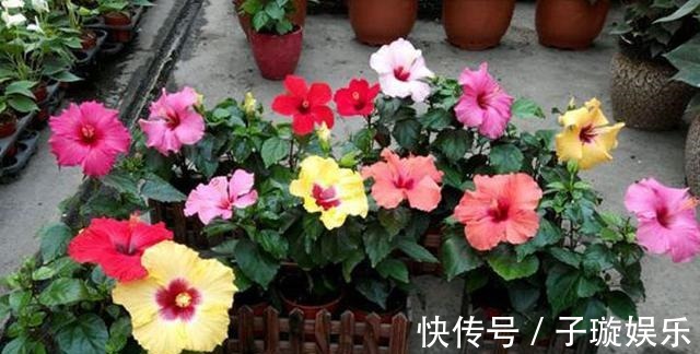 买的花卉“黄泥土”,教你换盆“小技巧”,叶片不发黄,生长旺盛