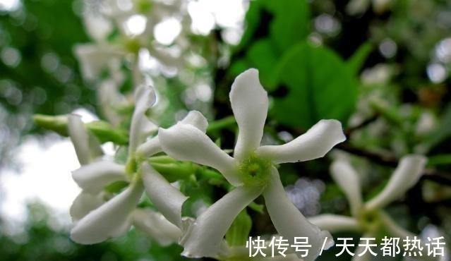 风车|此花俗称“不死花”, -25°冻不死, 一年花开230天, 比香水还香！