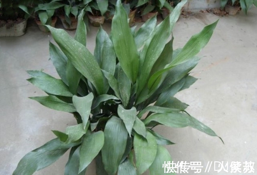 散光|五种花耐阴性很好,天气凉爽也别暴晒,不然容易出问题