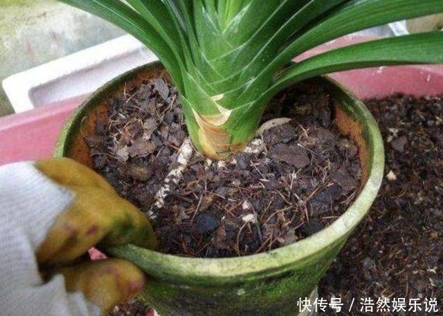 长寿花|入秋后,给君子兰换盆,土壤里加“2种颗粒”,1年不烂根、不黄叶
