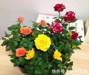 玫瑰花|2种花,再漂亮也别养,太难养了,养花大神都难养活!