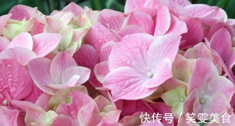 花朵|养花就养“清新”的，花团锦簇像极了绣球，花开缤纷多彩，美娇娘