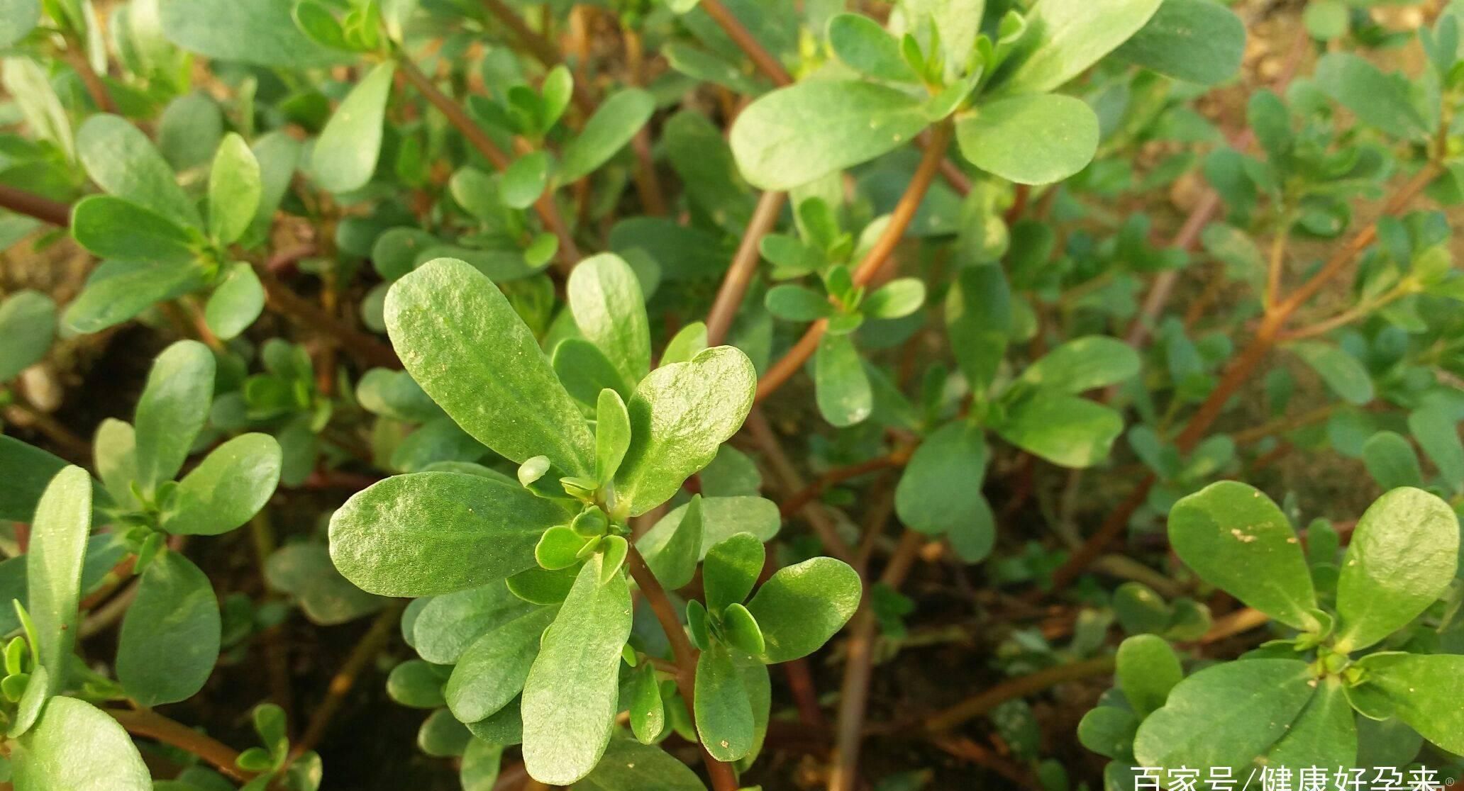 血管|终于找到天然“青霉素”了，经常吃点，消炎杀菌、清血管、防感冒