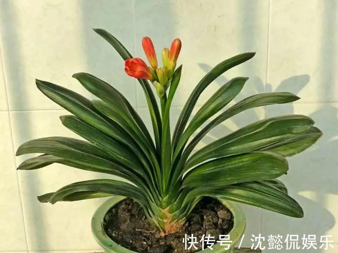 老花农1句话,茶花养的花大叶绿,比看书还长知识!