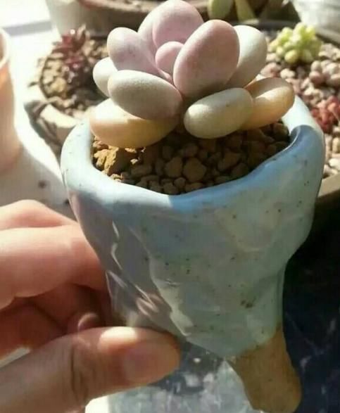 给花浇水的时候，怎么判断土壤的干湿？听听老花匠的经验之谈！