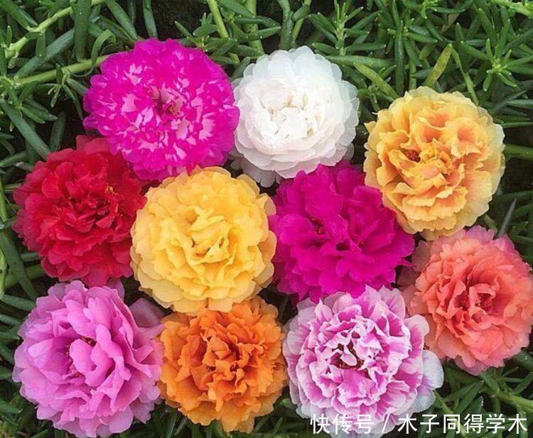 家里几款花卉,便宜又好养,花开香飘溢满屋