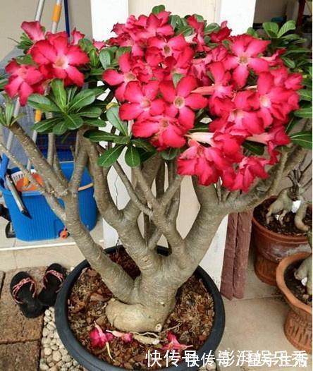 仙人球|家里养这5种花,怎么折腾也不死,养一盆爆一盆,懒人也合适