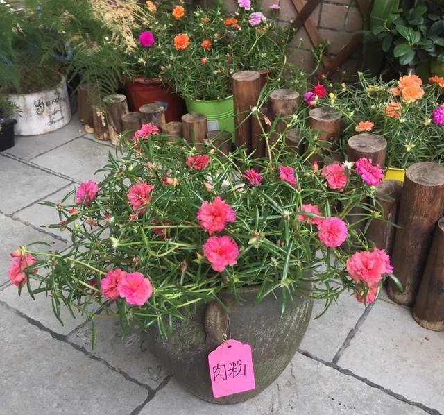 6种便宜花,好养又容易爆盆,春天养几盆,开花多到爆,漂亮极了