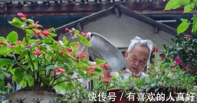 张大爷|张大爷养花,用“2种水”轮流浇,没想到,1年养出漂亮“小花园”