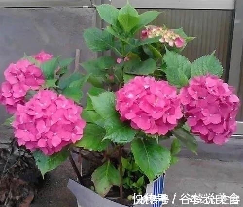 4种花,赶紧搬出去养,风吹加日晒,早早冒“花芽”
