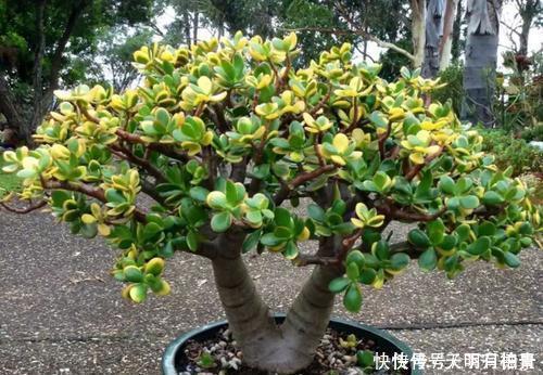 家里养3种花,不能多浇水,否则黄叶又烂根!