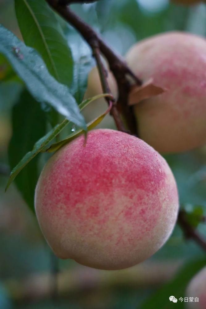 冬桃基地|冬天还有新鲜桃子吃？蒙自人太幸福了！