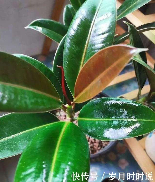 它是天然叶面肥,一擦一喷,叶子比打了蜡还亮!