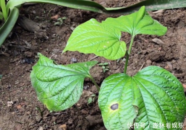 药用价值|农村一种“神奇”植物，能让臭肉变得香喷喷，而且药用价值很高