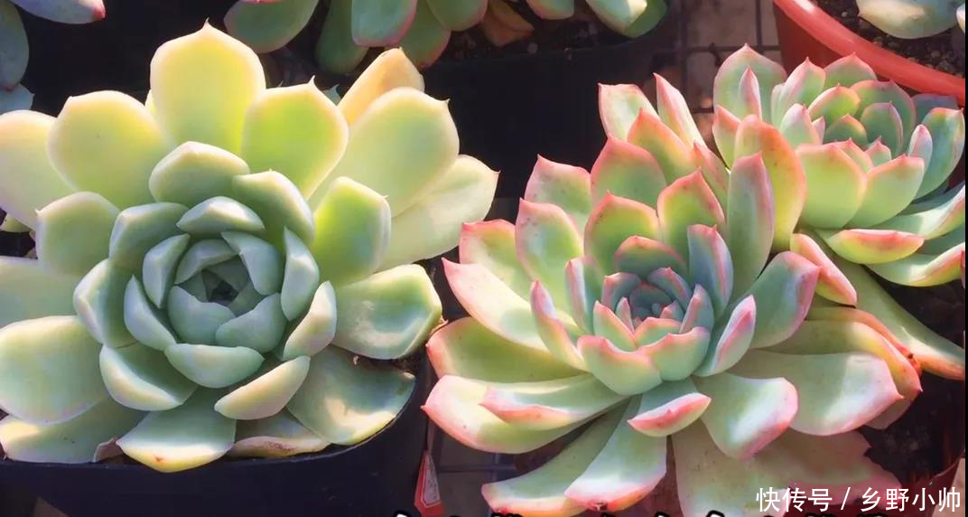 多肉|这几种肉肉耐高温,休眠时间短,喜欢多肉的你值得拥有