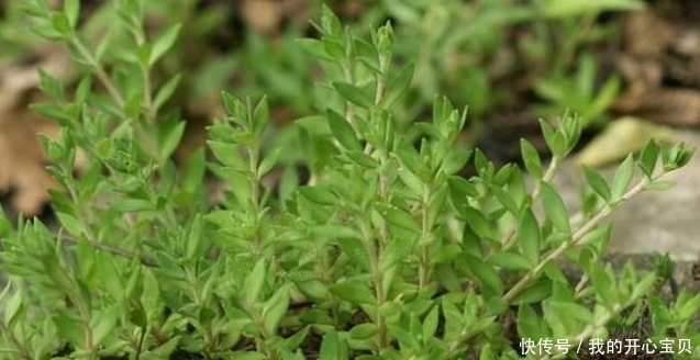 它是如此的珍贵，若长在你家路旁，赶紧移栽家中，小心被别人挖走