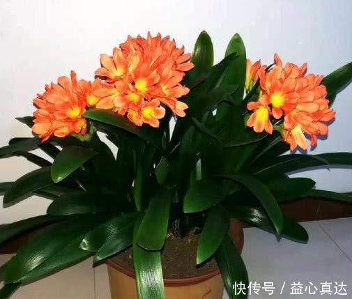 养君子兰，淘米水兑点“它”，叶片油绿，花芽猛冒，一次开几十朵