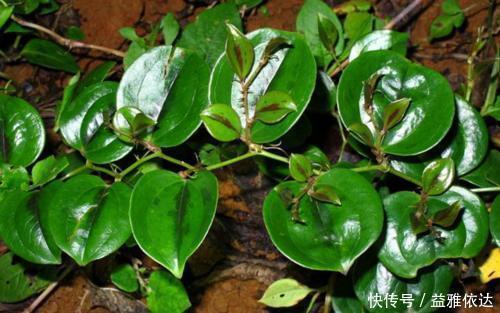 金刚藤|它价值30元一斤,农民见到却要将其铲除,今天科普请珍惜