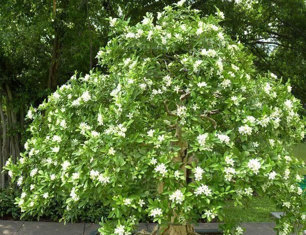 浇水|被称醋坛子的3种花,浇水时加点醋,花苞不断冒