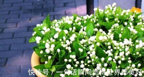 自来水|最厉害的养花营养液:给茉莉花喝一勺,叶片翠绿,开出层叠群花