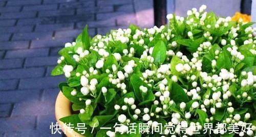 自来水|最厉害的养花营养液：给茉莉花喝一勺，叶片翠绿，开出层叠群花