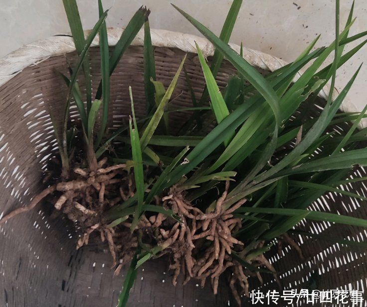 病虫害|6种情况，要给兰花翻盆，第1是“例行体检”，后2种建议忍耐一下