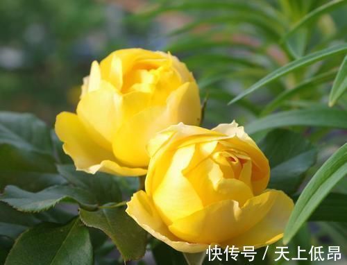 花期|花期超长的5种月季,单朵能开一个月,阳台养一盆,长期有花赏