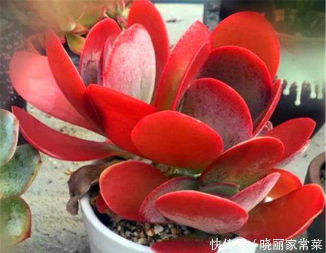 多肉唐印最省心,随便砍一刀,轻松长爆盆,红红火火超喜庆