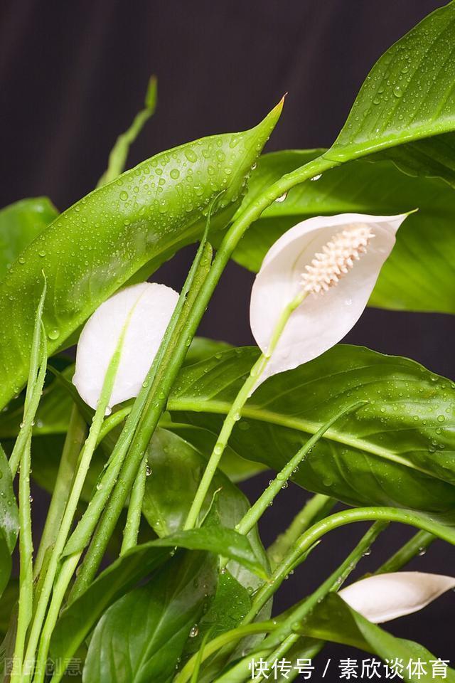 年宵花|如果不是万不得已，这3种花年后再买，省钱又好养