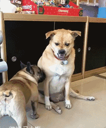 |搞笑GIF:带着一群狗晚上走夜路,看谁敢欺负我