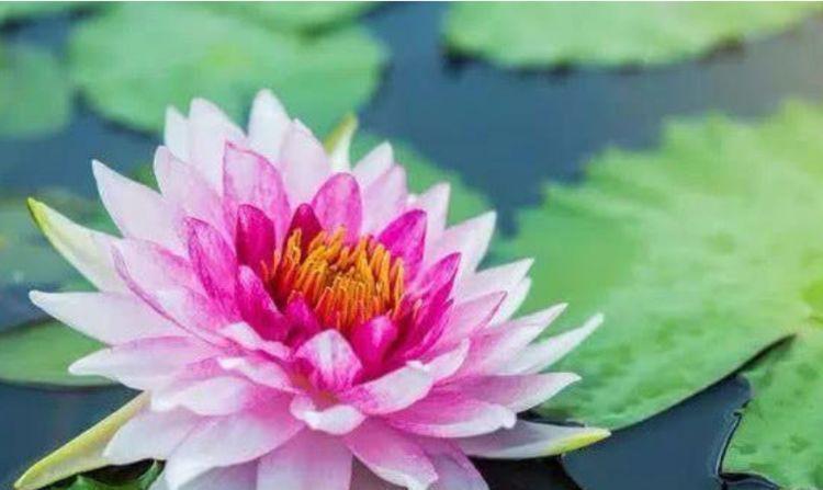 适合阳台养护的花卉,越懒养长得越好,给点阳光就爆盆