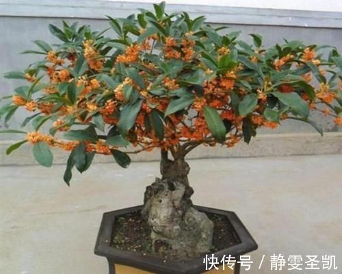种花|4种花深受花友喜欢,开花爆盆很简单,四季有花赏,养成小老桩
