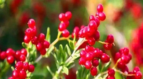 蓝莓|中年人不妨常吃的食物,养肝排毒,润肤养颜,肌肤更细嫩