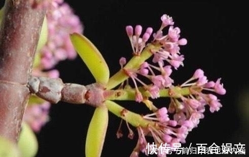 5种多肉开花可遇不可求，太少见别剪掉，值得拍照留影做纪念